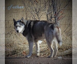 Father of the Wolf Hybrid puppies born on 01/16/2021