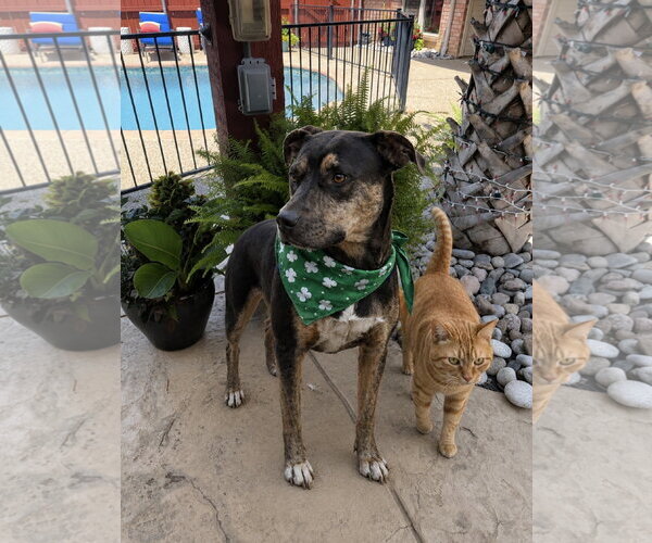 Medium Photo #5 Mutt Puppy For Sale in Euless, TX, USA