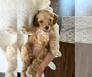 Poodle (Toy) Puppy for sale in AUBREY, TX, USA
