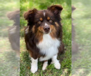 Australian Shepherd-Unknown Mix Dogs for adoption in Cranston, RI, USA