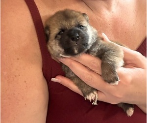 Shiba Inu Puppy for sale in LECANTO, FL, USA