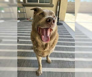 Labrador Retriever-Unknown Mix Dogs for adoption in Chandler, AZ, USA