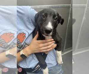 Collie-Unknown Mix Dogs for adoption in Elmsford, NY, USA