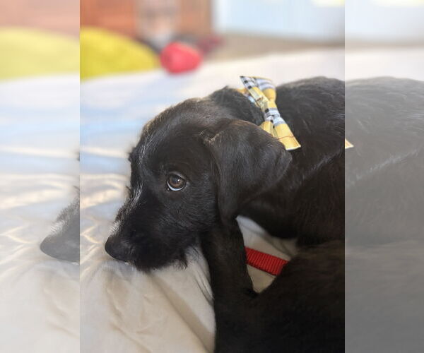 Medium Photo #2 American Staffordshire Terrier-Unknown Mix Puppy For Sale in Princeton, MN, USA