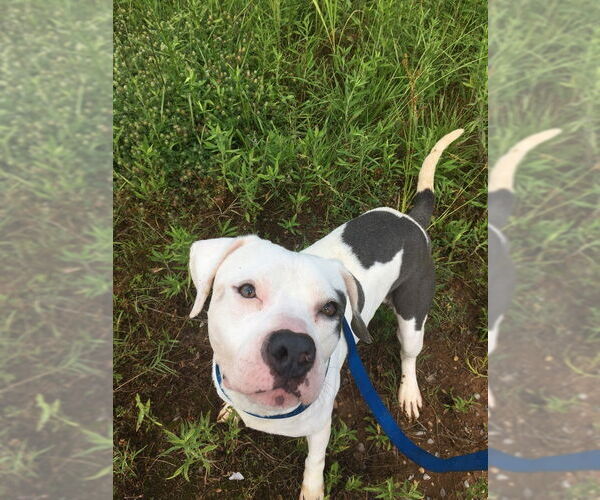 Medium Photo #7 American Bulldog Puppy For Sale in Jackson, MS, USA