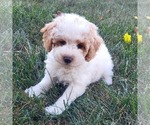Image preview for Ad Listing. Nickname: Baylor