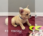 Small #6 French Bulldog