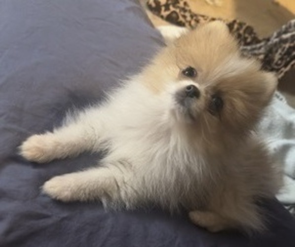 Medium Photo #5 Pomeranian Puppy For Sale in FIFE, WA, USA
