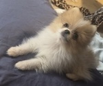 Small #4 Pomeranian