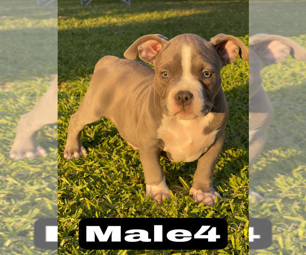 Medium Photo #14 American Bully Puppy For Sale in BAKERSFIELD, CA, USA