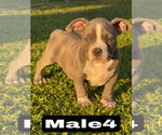 Small #13 American Bully