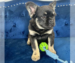 Small Photo #7 French Bulldog Puppy For Sale in NASHVILLE, TN, USA