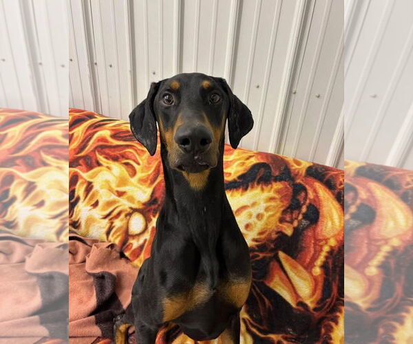 Medium Photo #2 Doberman Pinscher Puppy For Sale in Minneaoplis, MN, USA