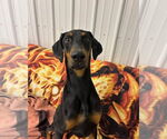 Small #1 Doberman Pinscher
