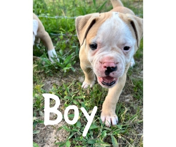 Medium Photo #6 American Bulldog Puppy For Sale in BROOKLET, GA, USA