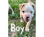 Small Photo #6 American Bulldog Puppy For Sale in BROOKLET, GA, USA