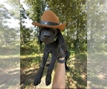 Small #3 German Shorthaired Pointer