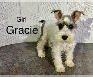 Mutt Dogs for adoption in Studio City, CA, USA