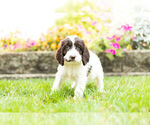 Small Photo #10 Springerdoodle Puppy For Sale in NAPPANEE, IN, USA