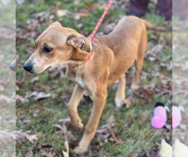 Medium Photo #2 Catahoula Leopard Dog-Labrador Retriever Mix Puppy For Sale in Yardley, PA, USA