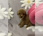 Small Photo #5 Poodle (Toy) Puppy For Sale in SYLMAR, CA, USA