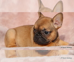 Small Photo #32 French Bulldog Puppy For Sale in WINNSBORO, TX, USA