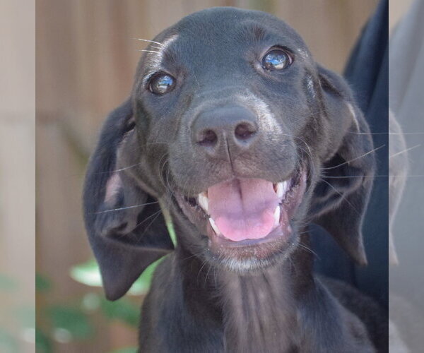 Medium Photo #5 Coonhound-Unknown Mix Puppy For Sale in Huntley, IL, USA