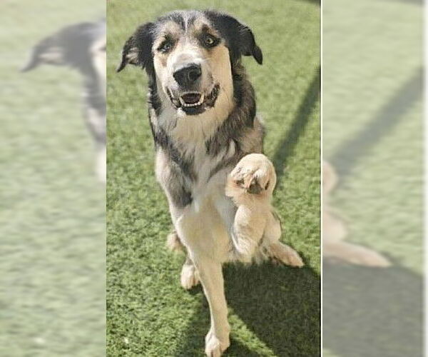 Medium Photo #5 Siberian Husky-Unknown Mix Puppy For Sale in Genesee, WI, USA