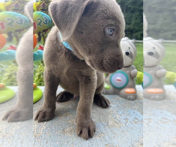 Medium Photo #4 Labrador Retriever Puppy For Sale in NEOLA, WV, USA