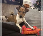 Small Jack Russell Terrier Mix