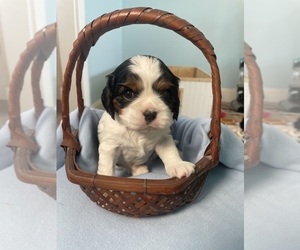 Cavalier King Charles Spaniel Puppy for sale in ALLENDALE, MI, USA