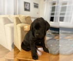 Small Photo #4 Labrador Retriever Puppy For Sale in CHATTANOOGA, TN, USA