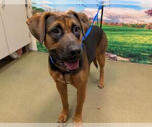 Rhodesian Ridgeback Dogs for adoption in Moreno Valley, CA, USA