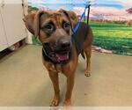 Small Rhodesian Ridgeback