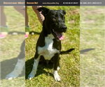 Small Border Collie Mix