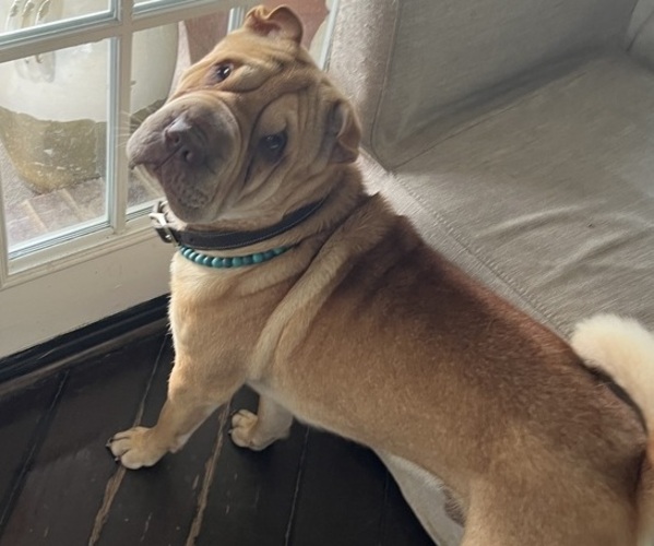 Medium Photo #1 Chinese Shar-Pei Puppy For Sale in FORT WORTH, TX, USA