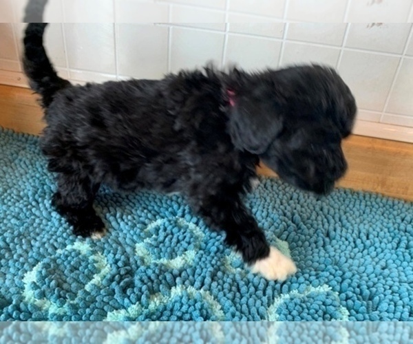 Medium Photo #5 Portuguese Water Dog Puppy For Sale in LAKEVIEW, MI, USA