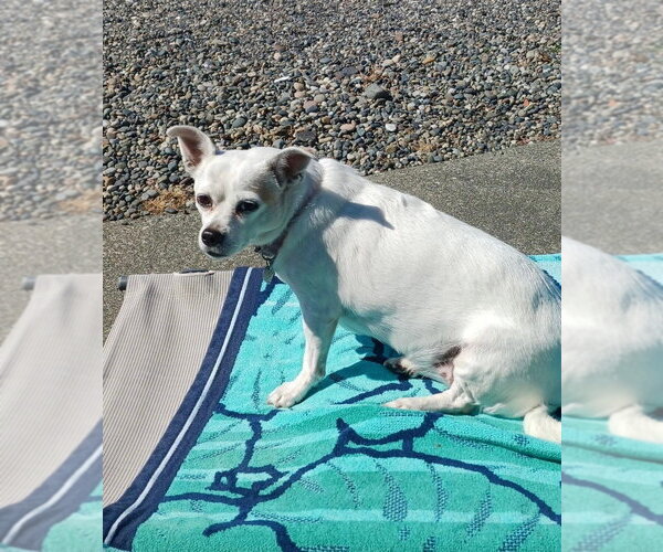 Medium Photo #4 Chihuahua-Unknown Mix Puppy For Sale in Bellingham, WA, USA