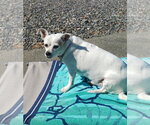 Small Photo #4 Chihuahua-Unknown Mix Puppy For Sale in Bellingham, WA, USA