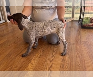 German Shorthaired Pointer Litter for sale in TYLER, TX, USA