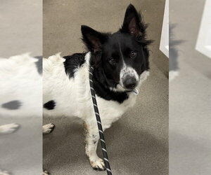 Border Collie-Unknown Mix Dogs for adoption in Forestville, MD, USA