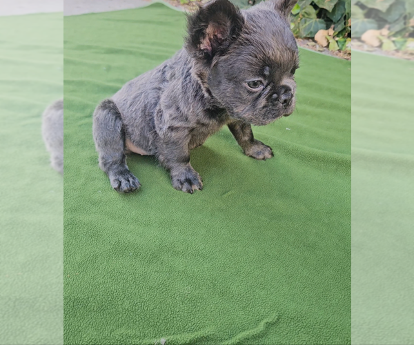 Medium Photo #15 French Bulldog Puppy For Sale in LOS ANGELES, CA, USA