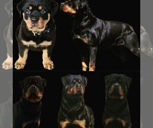 Rottweiler Puppy for Sale in GALT, California USA