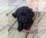 Puppy Sambo Cock-A-Poo