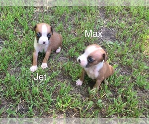 Boxer Puppy for sale in WINFIELD, KS, USA