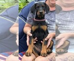 Puppy Pink Stripe Doberman Pinscher