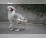 Small #13 Australian Shepherd