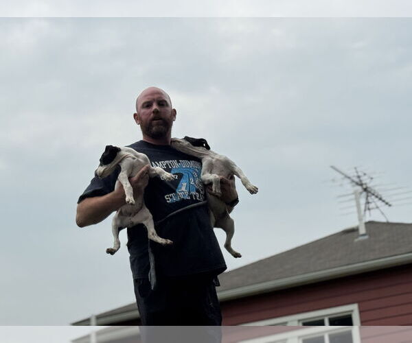 Medium Photo #2 Great Dane Puppy For Sale in Buffalo, MN, USA