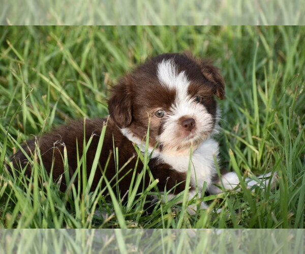 Medium Photo #4 Auss-Tzu Puppy For Sale in PALM COAST, FL, USA