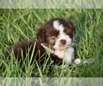 Small #3 Auss-Tzu